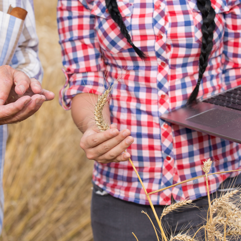 Landwirtschaftliche Beratung anhand von Unterlagen auf einem Tablet.