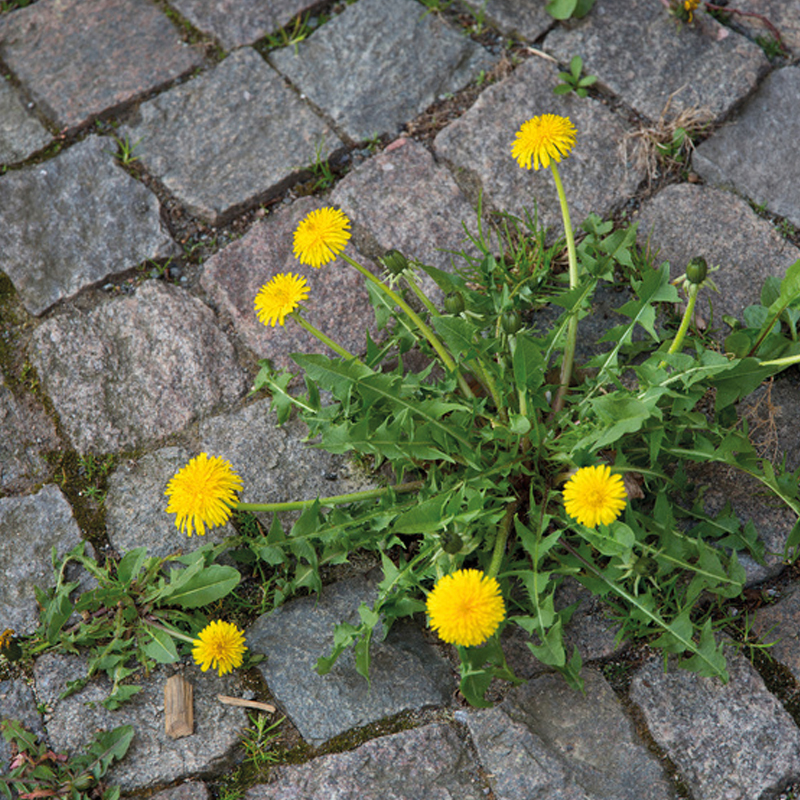 Nachhaltige Wildkrautbekämpfung Nachhaltige Wildkrautbekämpfung auf einer Pflasterfläche.