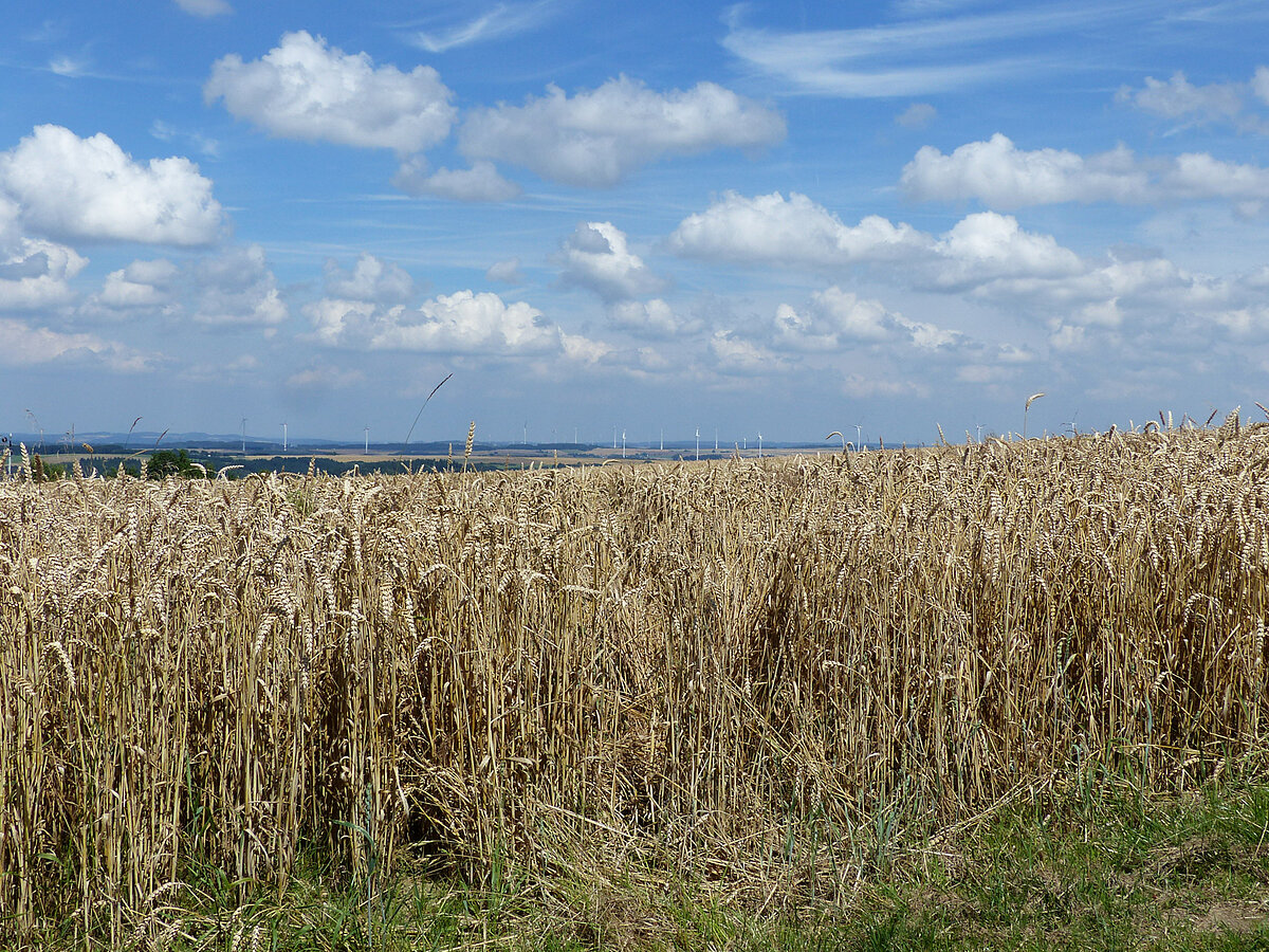 Landwirtschaftliche Fläche als Grundlage für eine bedarfsgerechte Düngeplanung.